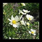 layia glandulosa